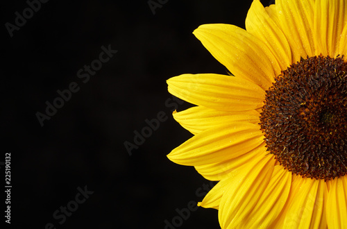 Fototapeta Naklejka Na Ścianę i Meble -  Sonnenblume im Anschnitt auf schwarzem Fond