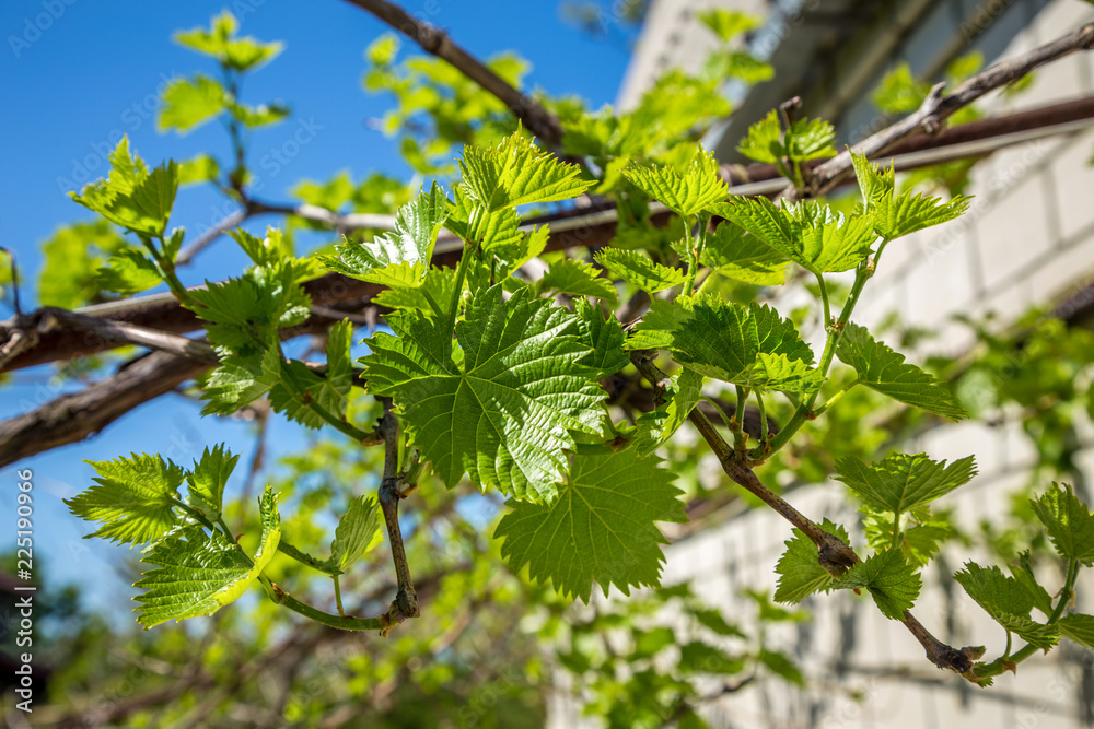 Grape branches on a blue sky background. Green grape leaves grow in the home garden next to the house.
