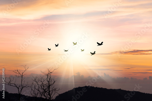 Birds flying in sunray..Silhouette flock of birds flying over mountain coastline with twilight horizon sea sky at sunset.