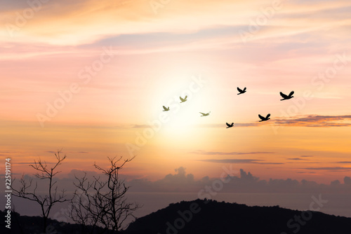 Birds flying..Silhouette flock of birds flying over mountain coastline with twilight horizon sea sky at sunset.