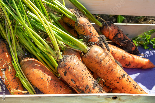Harvesting carrots. a box of fresh harvested organic carrots, organic food concept
