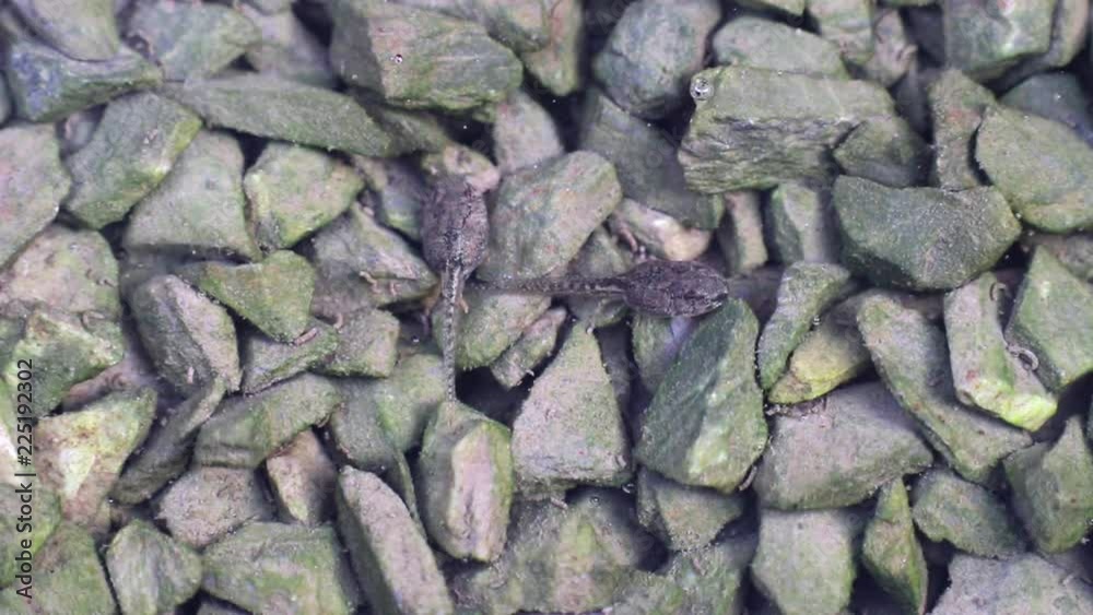 Tadpoles eat algae on small stones in the water. A tadpole defecates