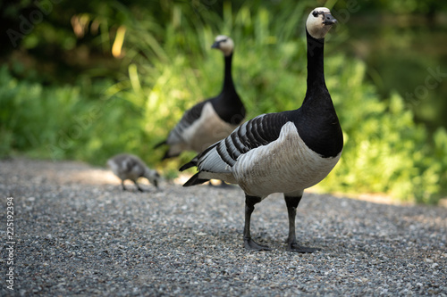 Beautiful wild goose in a nature park with his family.