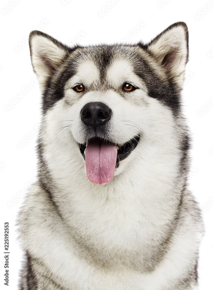 portrait of dog Alaskan malamute
