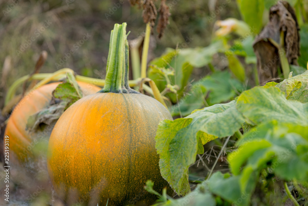 Obraz premium Beautiful Pumpkins in Pumpkin patch