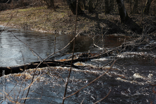 Tablou pe pânză A large branchy tree fell into the peat river in early spring
