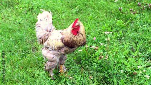 Bird rooster looking for food in green grass photo