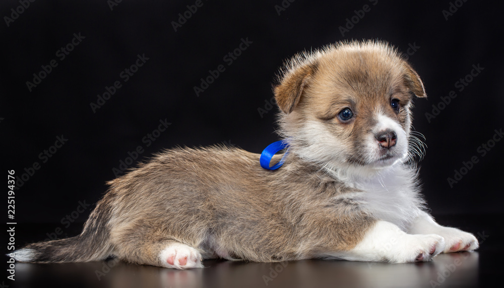 Welsh corgi puppy Dog Isolated on Black Background in studio Welsh corgi puppy Dog Isolated on Black Background in studio