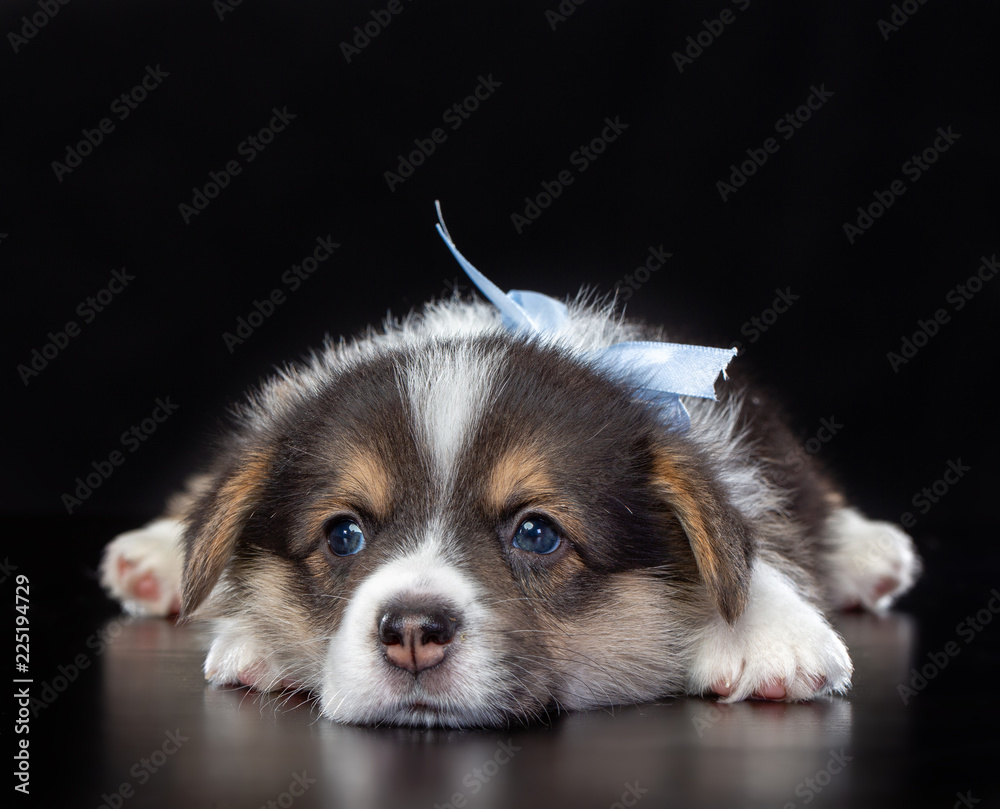 Welsh corgi puppy Dog  Isolated  on Black Background in studio