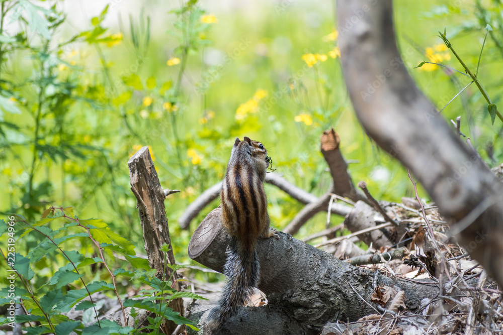 A cute chipmunk got something to eat A cute chipmunk got something to eat