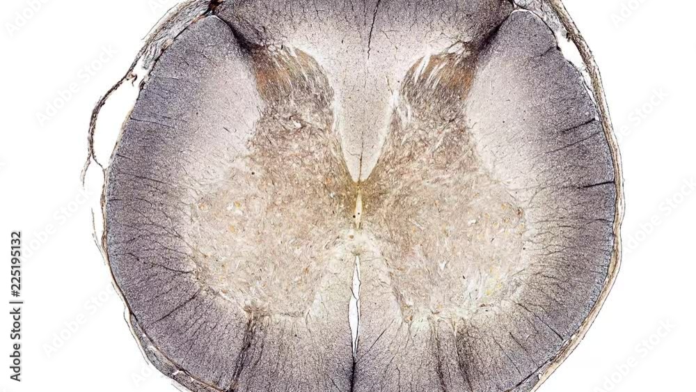 spinal cord - cross section cut under the microscope – microscopic view of animal cells for education