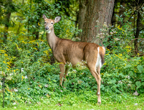 White tail deer in Forest