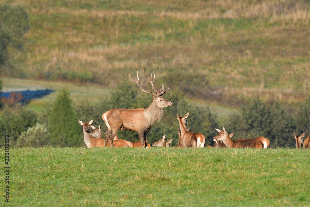 Wildlife Deer defends and keep watching herd of deerskin during the rut on the meadow Wildlife Deer defends and keep watching herd of deerskin during the rut on the meadow