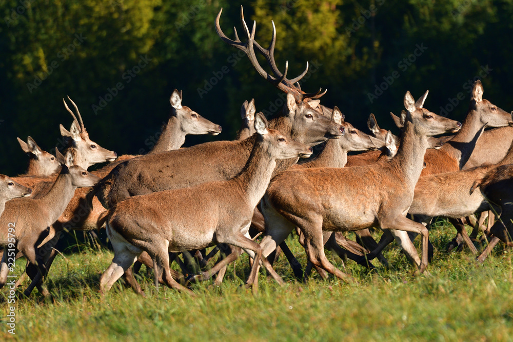 Herd of deer with antlers and buckskin running in rut season Herd of deer with antlers and buckskin running in rut season