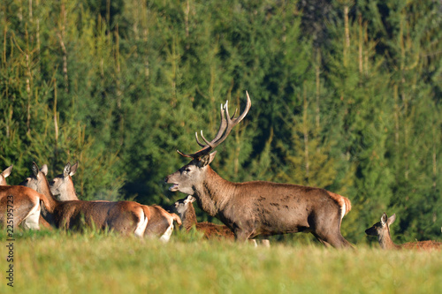 Stag with big antlers walking around the forest during rut season