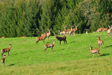 Wildlife Deer defends and keep watching herd of deerskin during the rut on the meadow