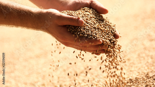 Tablou canvas Wheat grains in hands at mill storage