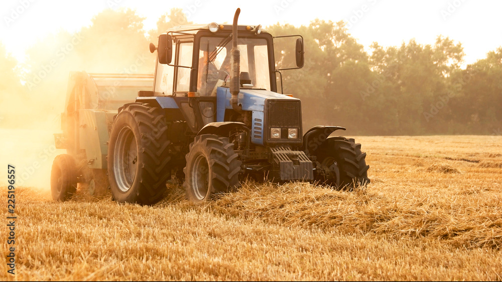 Fototapeta premium Tractor with trailer in summer on field. Harvesting wheat crop.
