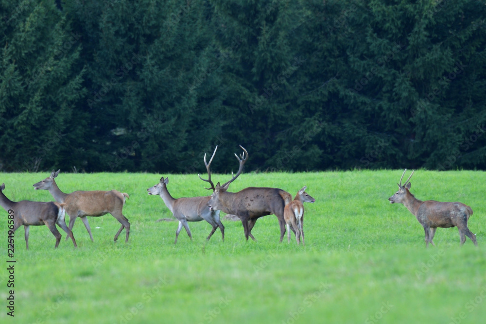 Wildlife Deer defends and keep watching herd of deerskin during the rut on the meadow Wildlife Deer defends and keep watching herd of deerskin during the rut on the meadow