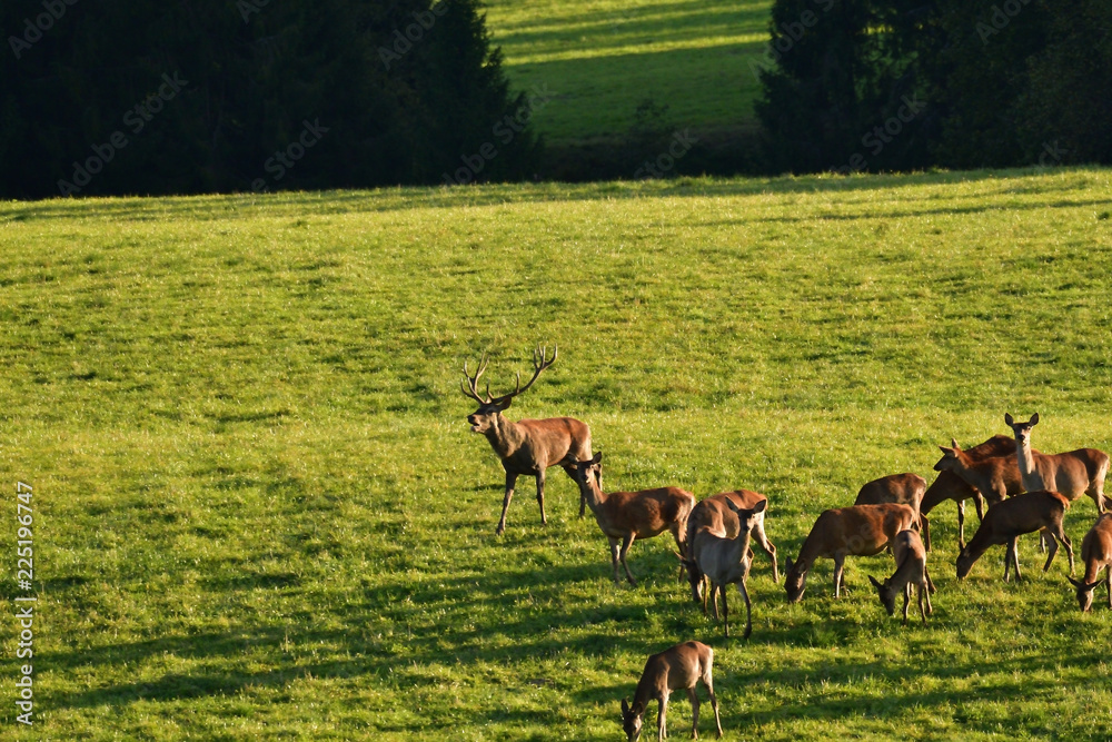 Wildlife Deer defends and keep watching herd of deerskin during the rut on the meadow Wildlife Deer defends and keep watching herd of deerskin during the rut on the meadow