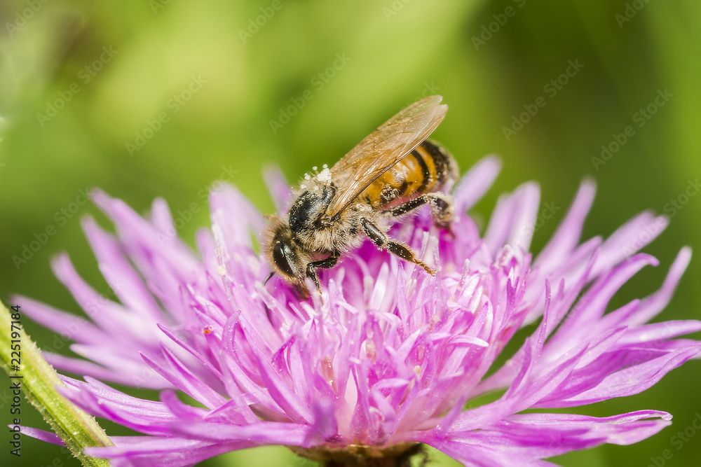 bee 87. bee 87.