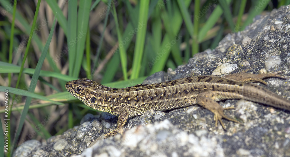 lizard 3. lizard 3.