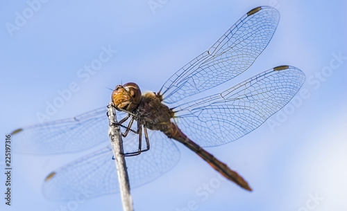 dragonfly 33 © jucan