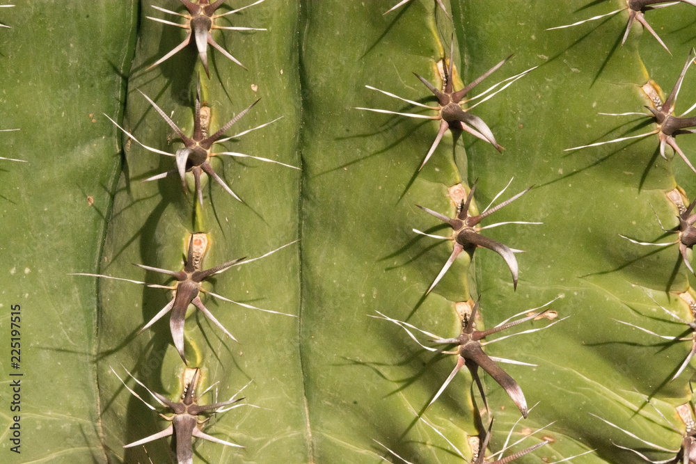 Cactus plants with thorns closeup