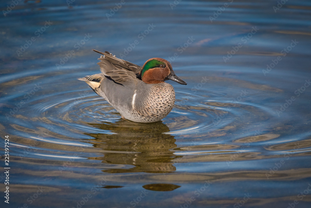 Fototapeta premium Green-winged Teal