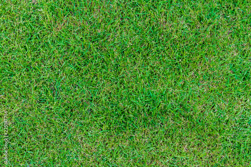 Close up green lawns are beginning to recover from detriment of being trample.