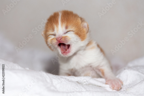 Katzenbaby schreit nach der Mama - BKH in red-white © Wabi-Sabi Fotografie