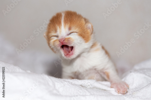 Katzenbaby schreit nach der Mama - BKH in red-white