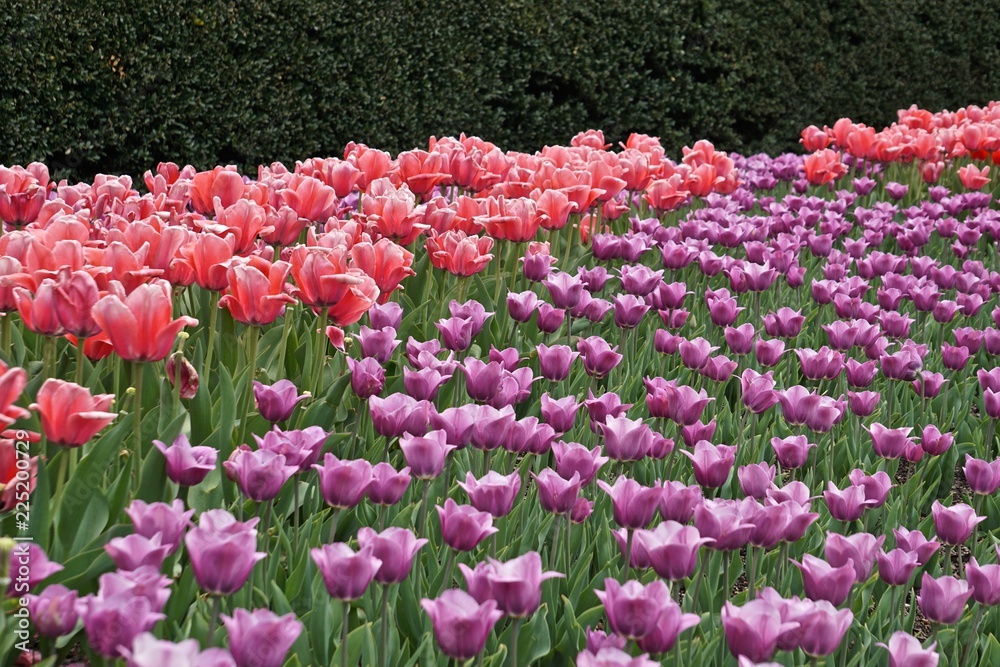Tulips (Tulipa). A field of pink and purple tulips. Tulips (Tulipa). A field of pink and purple tulips.