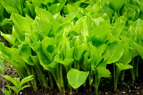 Close-up of hosta (a.k.a. Funkia, Plantain Lilies, Giboshi) leaves in a garden. photo