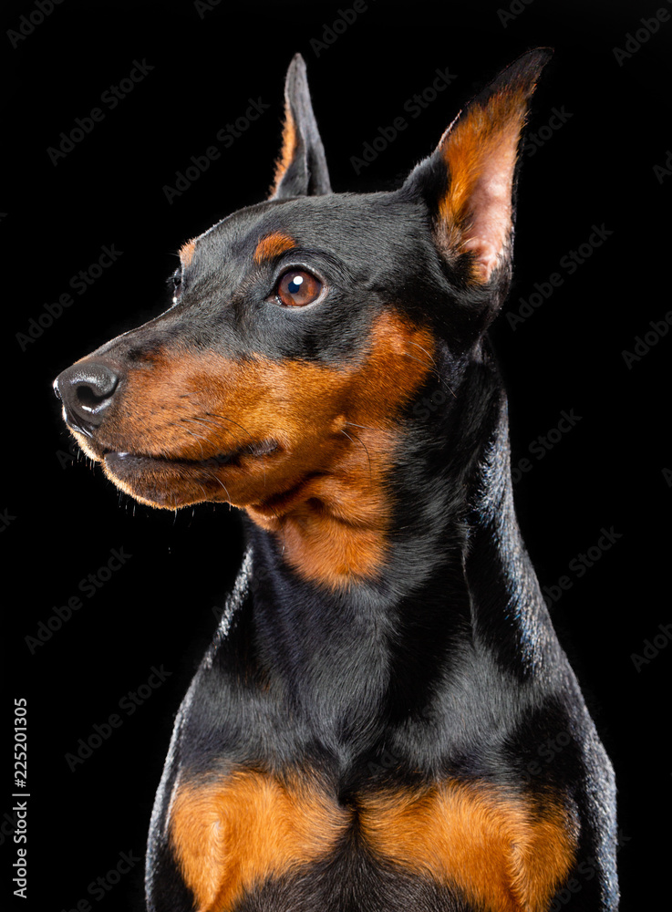 Zwergpinscher Dog Isolated on Black Background in studio Zwergpinscher Dog Isolated on Black Background in studio