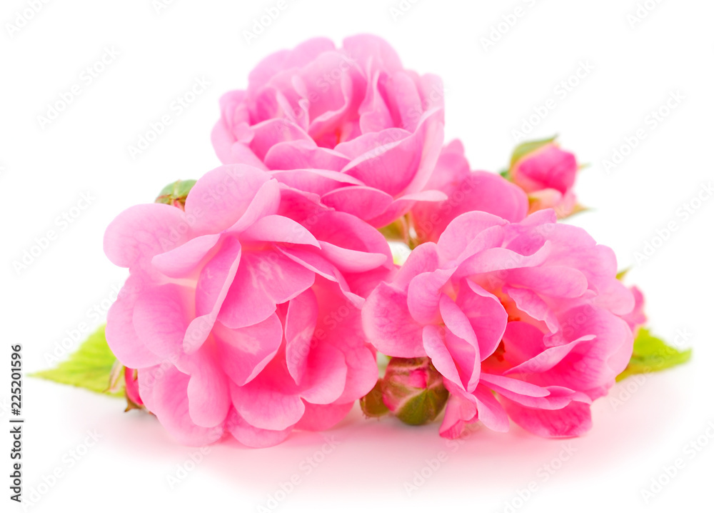 Pink roses flowers.