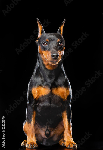 Zwergpinscher Dog  Isolated  on Black Background in studio © TrapezaStudio