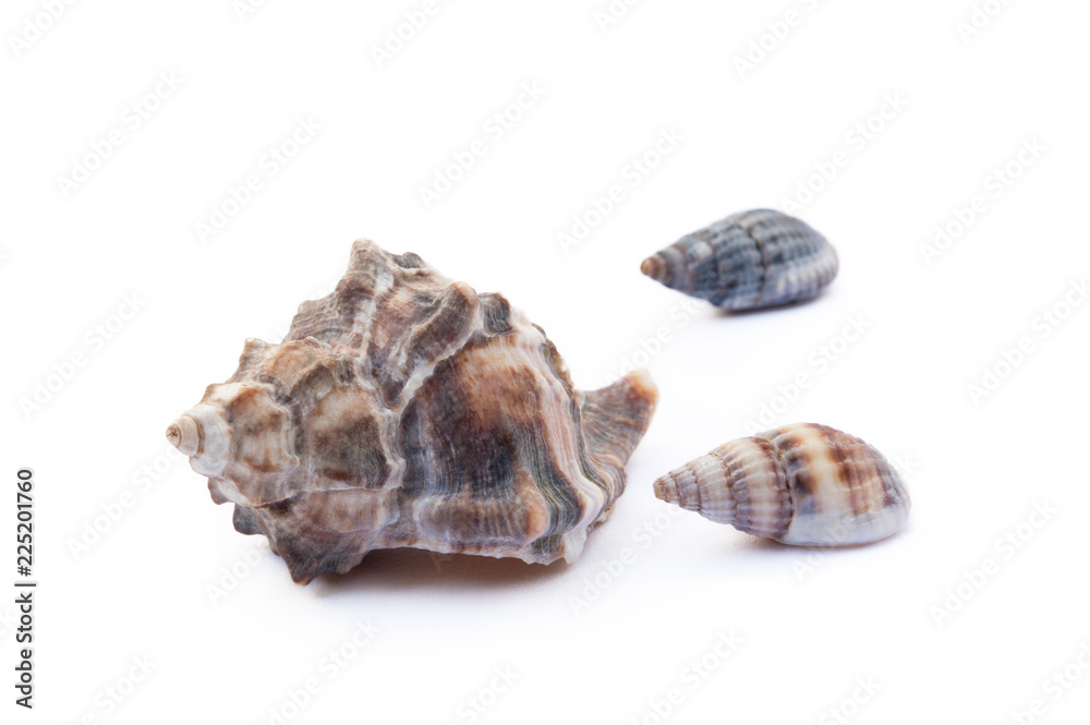 Exotic sea shells isolated on white background Exotic sea shells isolated on white background