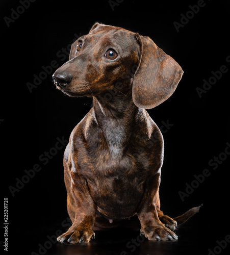 Dachshund Dog  Isolated  on Black Background in studio