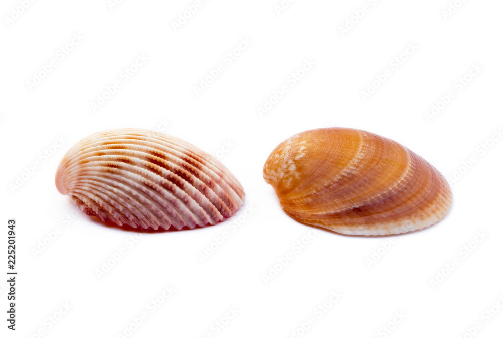 Exotic sea shells isolated on white background Exotic sea shells isolated on white background