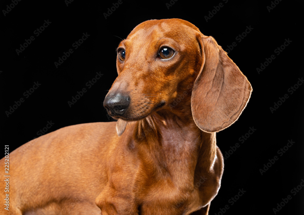 Dachshund Dog Isolated on Black Background in studio Dachshund Dog Isolated on Black Background in studio