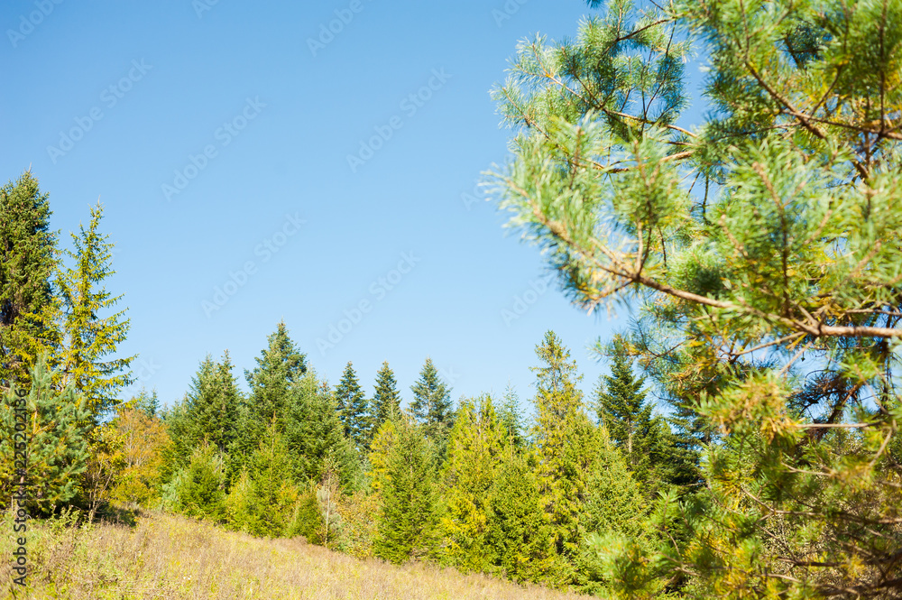 Summer mountains coniferous trees