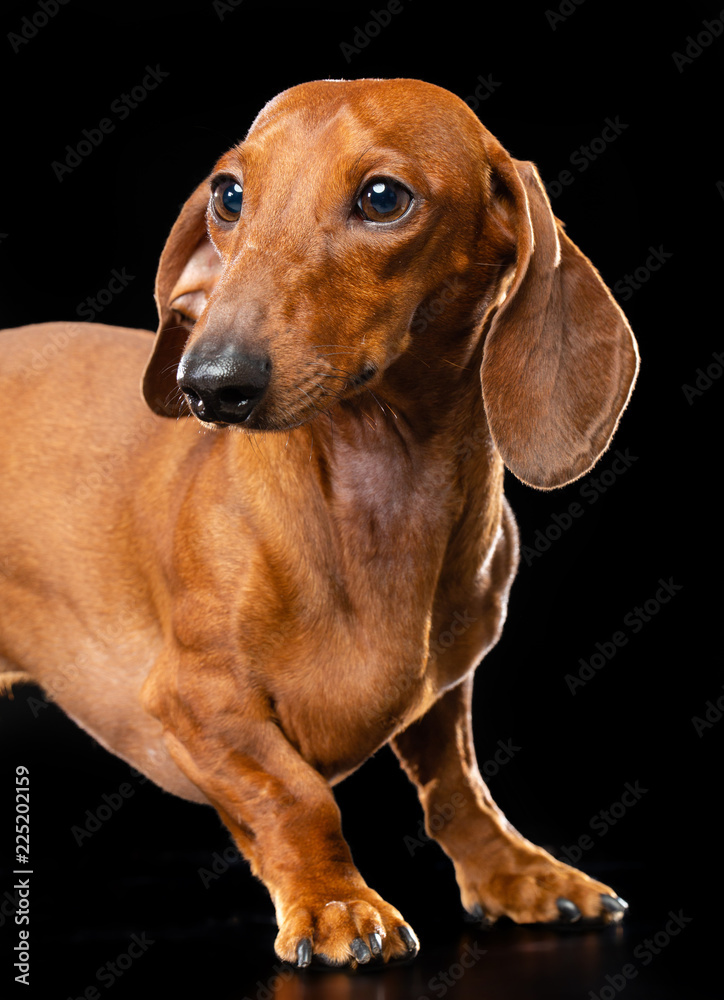 Dachshund Dog Isolated on Black Background in studio Dachshund Dog Isolated on Black Background in studio