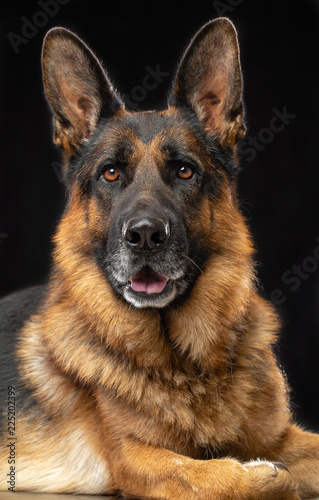 German Shepherd Dog Isolated on Black Background in studio