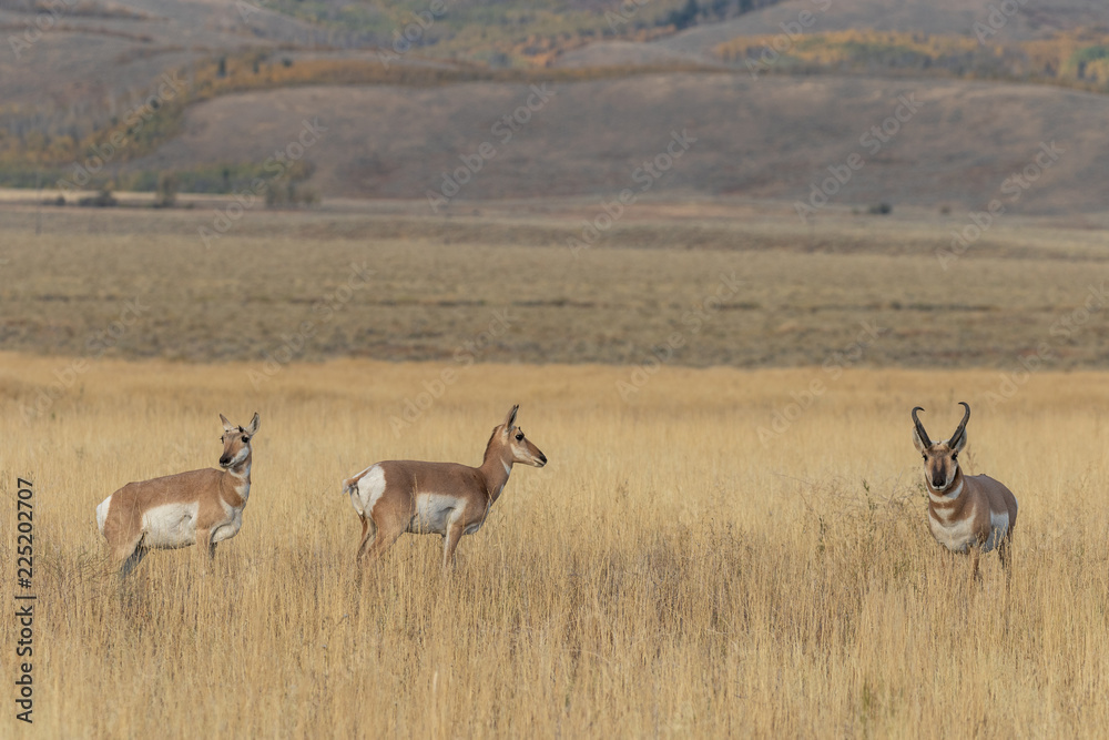 Pronghorn Antelope in the Fall Rut Pronghorn Antelope in the Fall Rut
