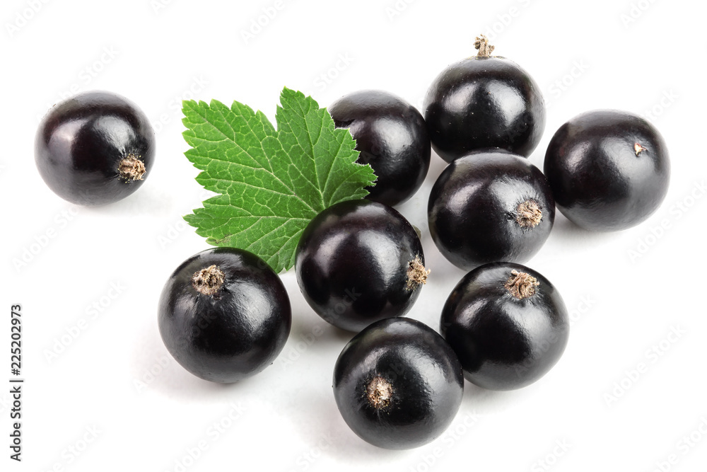 black currant with leaf isolated on white background black currant with leaf isolated on white background