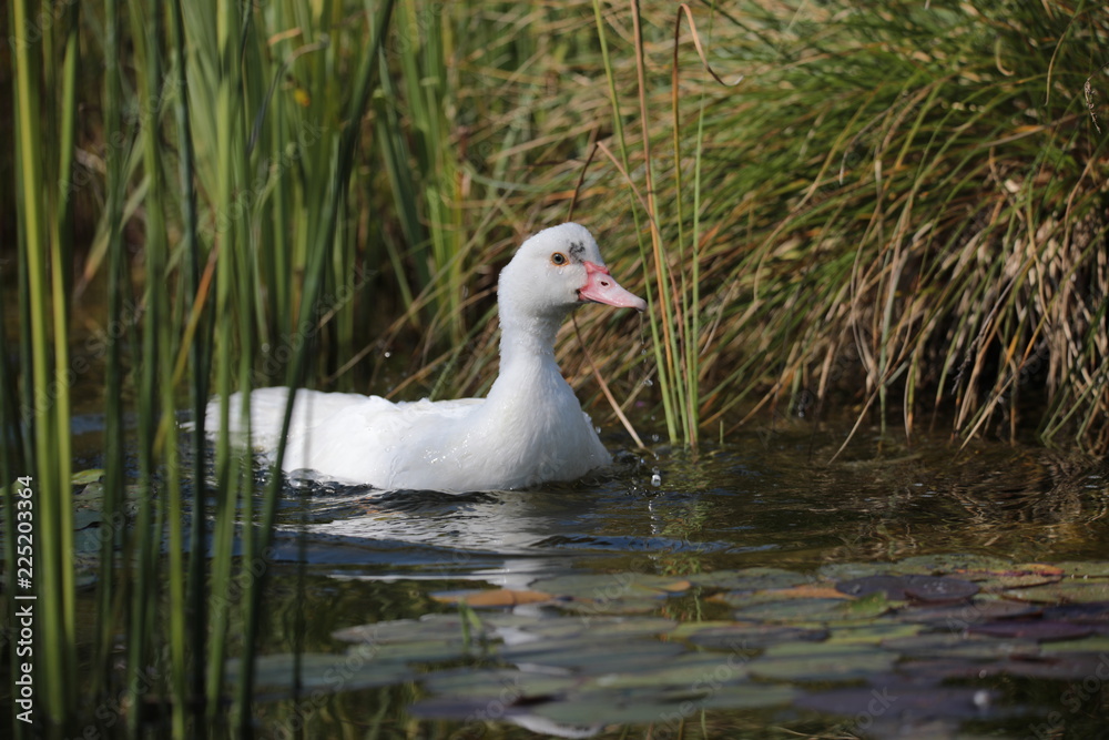 Domestic duck at pond