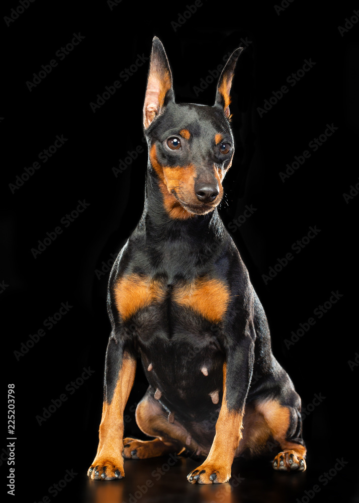 Zwergpinscher Dog  Isolated  on Black Background in studio