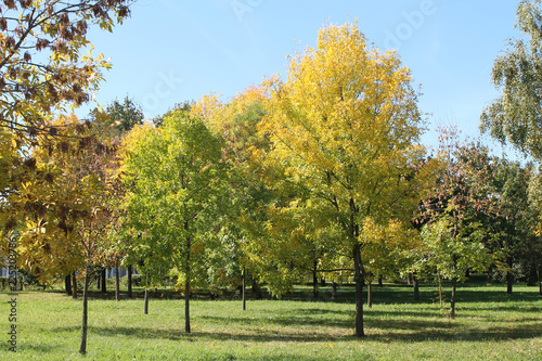 Early autumn landscape with young ash trees that began to turn yellow and clear blue sky