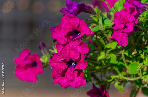 Flowerbed with multicoloured petunias / Image full of colourful petunia (Petunia hybrida) flowers